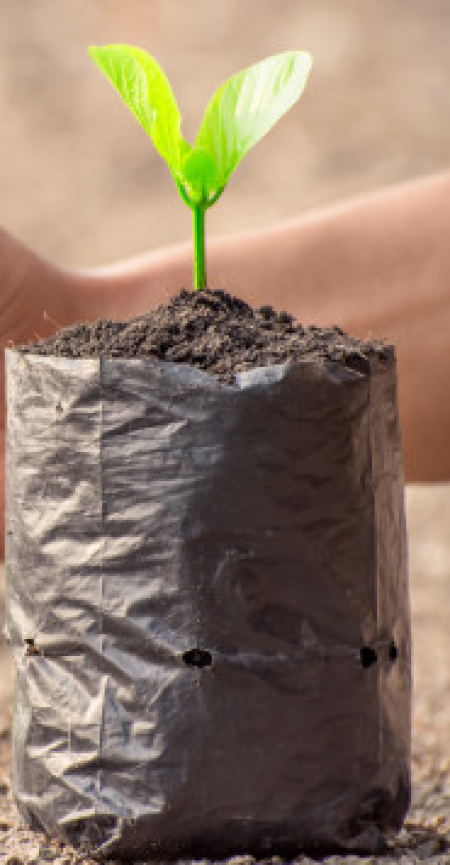 Filme Agricola e Saco Para Muda Biodegradável / Compostável
